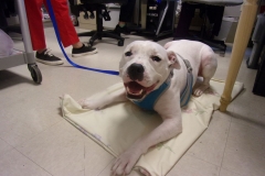 New-Eastwood-Pet-Therapy-1